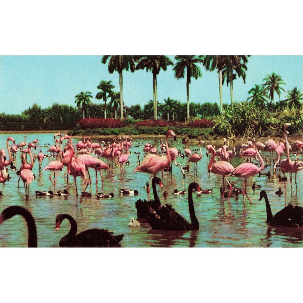Vtg Hialeah Race Course FL Flamingo Black Swans Infield Lake Postcard Curteich - Picture 1 of 2